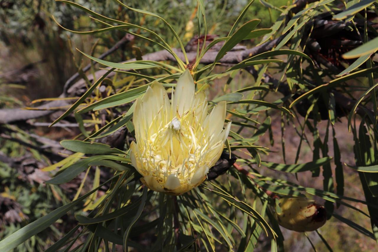 Highlands Eco Estate Hotel Piketberg Bagian luar foto
