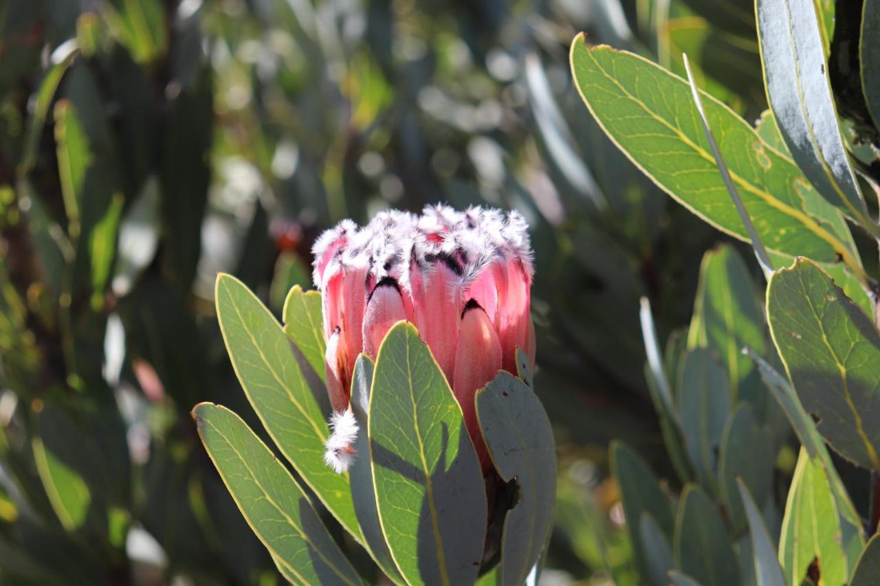 Highlands Eco Estate Hotel Piketberg Bagian luar foto